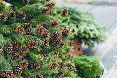 Pine branches with natural pine cones in the store