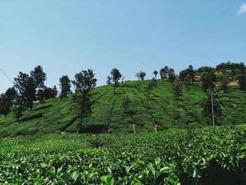 Crops growing on field against clear sky