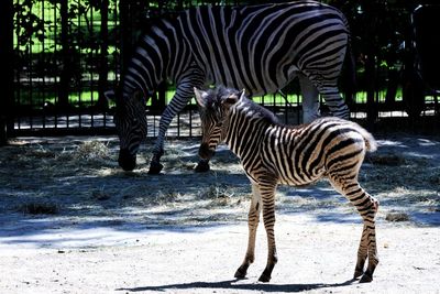 Zebras standing in zoo