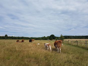 Cows on field against sky