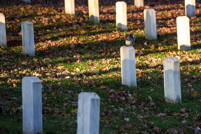 Tombstone on field in cemetery