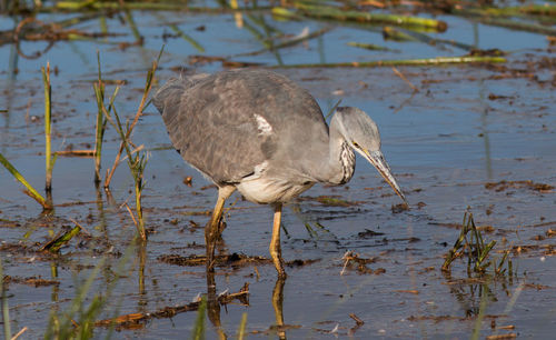 Bird perching on a lake