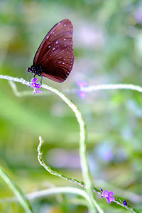 Close-up of butterfly pollinating on purple flower