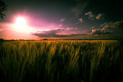 Scenic view of agricultural field against sky during sunset