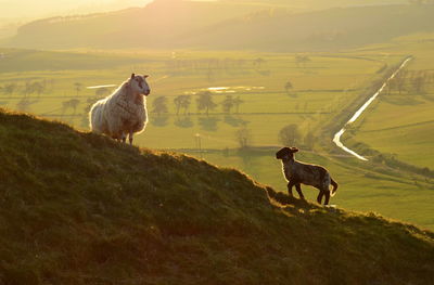 Sheep and lamb in evening light