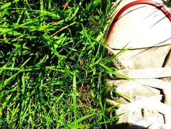 Plants growing on field