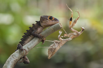 Close-up of lizard and insect on plant