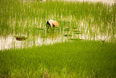 View of farmer planting rice