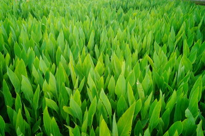 Full frame shot of crops growing on field