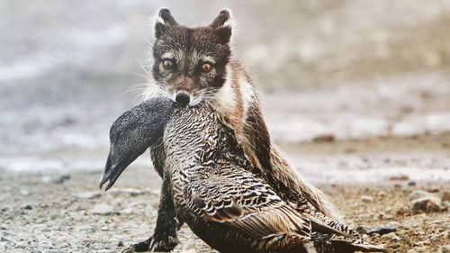 Coyote holding dead bird in mouth