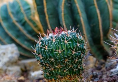 Close-up of cactus plant