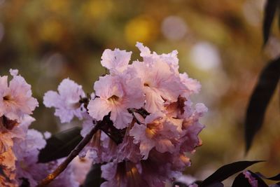 Close-up of flowers