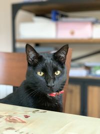 Portrait of cat sitting on table