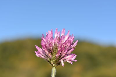 Close-up of pink thistle blooming against clear sky