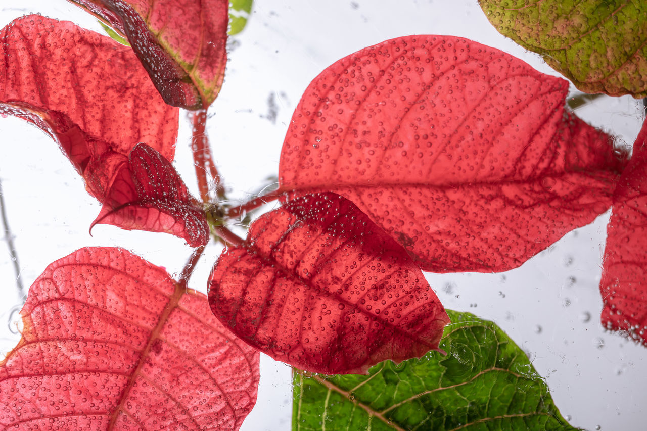 CLOSE-UP OF AUTUMN LEAVES