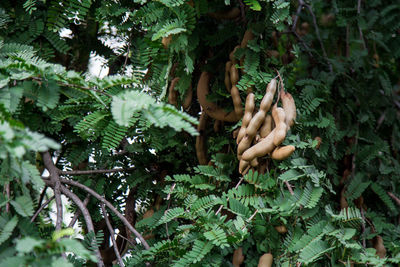 Close-up of food on plant in forest