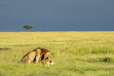 A lion couple breed in the savannah