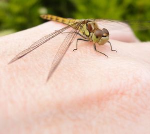 Close-up of dragonfly on hand