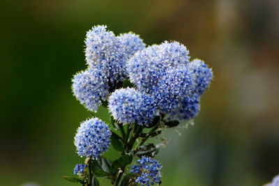 Close-up of purple hydrangeas blooming outdoors