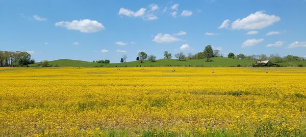 Scenic view of agricultural field against sky