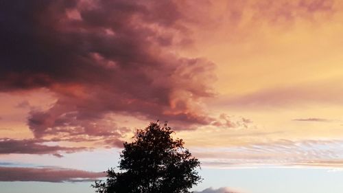 Low angle view of silhouette tree against sky during sunset