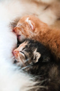 Close-up of cat sleeping