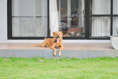 Dog sitting by window at home