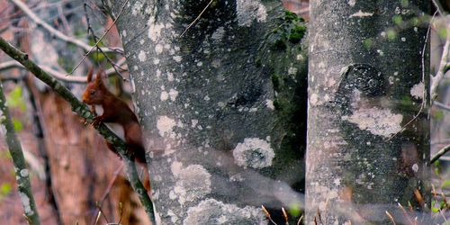 Close-up of tree trunk