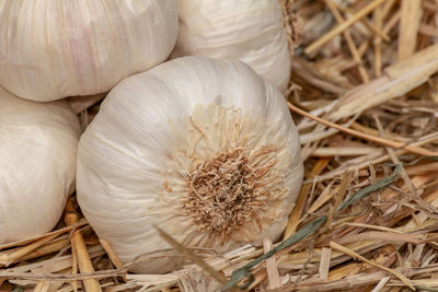 Organic raw garlic bulbs on straw background, allium sativum