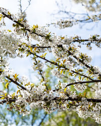 Low angle view of cherry blossoms in spring