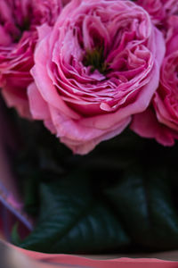 Close-up of pink rose flower