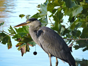 Bird perching on a tree