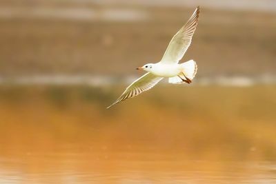 Seagull flying