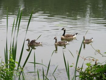 Ducks swimming in lake