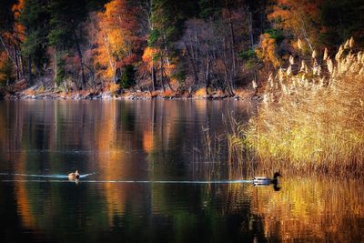 Ducks in a lake