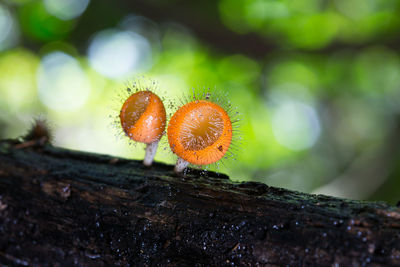 Close-up of mushroom growing on tree