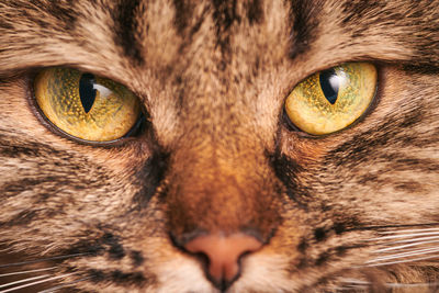 Portrait of tabby cat with green-yellow big eyes. adorable purebred cat eyes