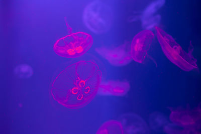 Jellyfish swimming in sea