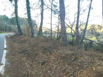 Trees on field in forest