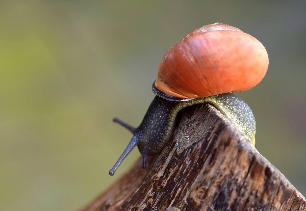 animal themes, one animal, insect, animals in the wild, wildlife, close-up, animal wildlife, nature, focus on foreground, outdoors, day, no people