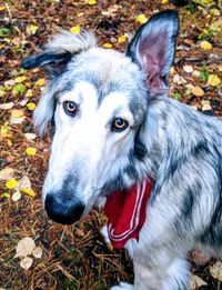 Close-up portrait of dog on field