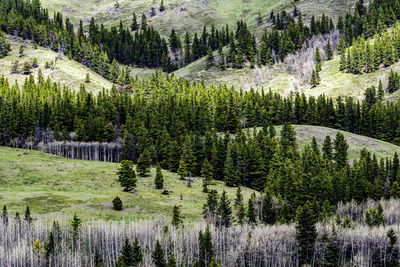 Trees criss cross a mountainside in the kananaskis wilderness area in alberta, canada