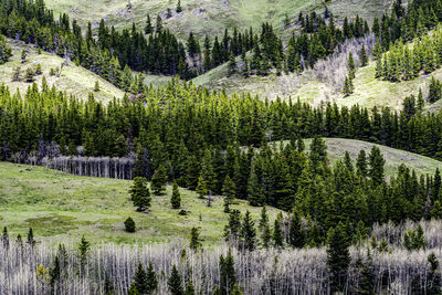 Panoramic view of trees in forest