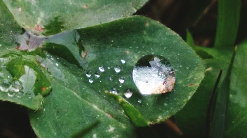 Close-up of leaves