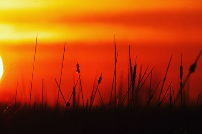 Sunset silhouette of wild grass