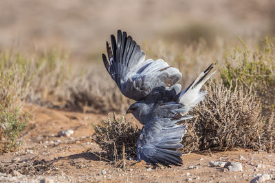 Bird perching on a field