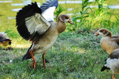 Close-up of birds on field