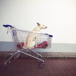 Dog in shopping cart