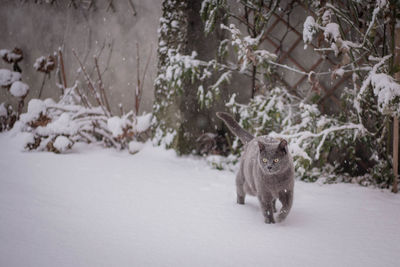 Cat walking outdoors during winter