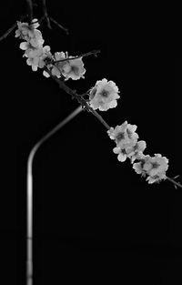 Close-up of white flowers against black background